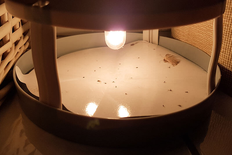 How to get rid of fleas