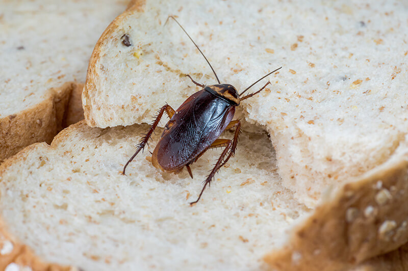 Why are Cockroaches Bad? Extreme Pest Control